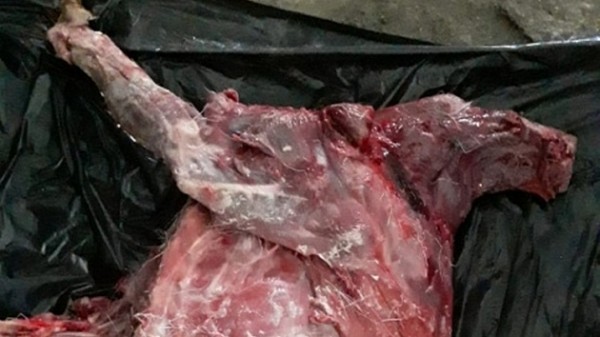 В Новосибирской области полицейские поймали браконьера