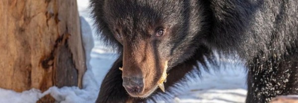 Если вы&nbsp;пропустили: медведь Лёха, остракоды и&nbsp;лодки в&nbsp;городе