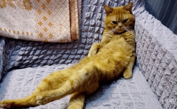 Коронавирус у домашних животных &ndash; передается или нет?