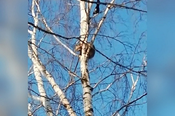 Шипел, кусался, вил гнездо: как люди спасали енота, который почувствовал себя птицей