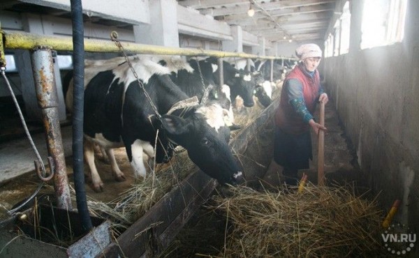 Скот от инфекций начали прививать в Новосибирской области Скот от инфекций начали прививать в Новосибирской области