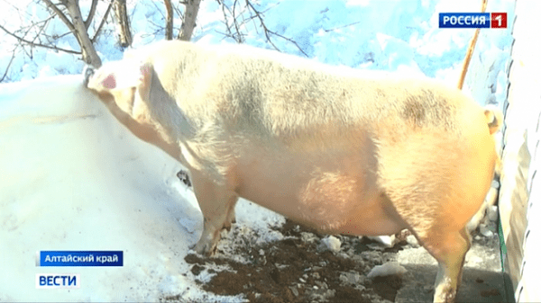 Гигантский кабан Борис Борисович вырос из обычного поросёнка в Алтайском крае