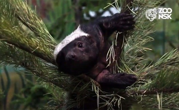 Медоед готов сразиться со львом и леопардом в Новосибирском зоопарке