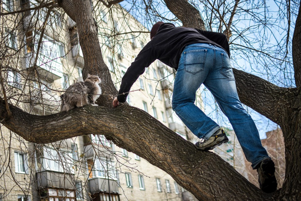 Дневник спасателя котов: «Вытаскиваю их из форточек, пугаю с автовышек» Дневник спасателя котов: «Вытаскиваю их из форточек, пугаю с автовышек»