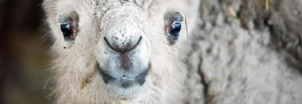 Если вы&nbsp;пропустили: кафе на&nbsp;двоих, кудрявый верблюжонок и&nbsp;кроссы Валуева