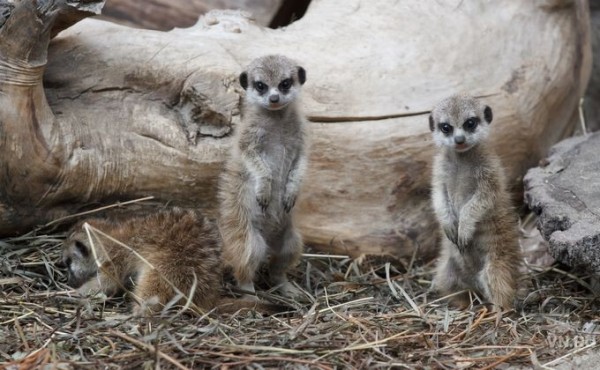 Зоопарк в Новосибирске поддержат из регионального бюджета