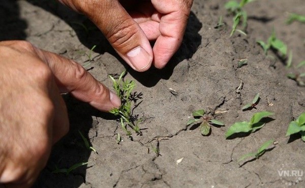 Самоизоляция пенсионеров на даче на майские праздники: о чем важно знать