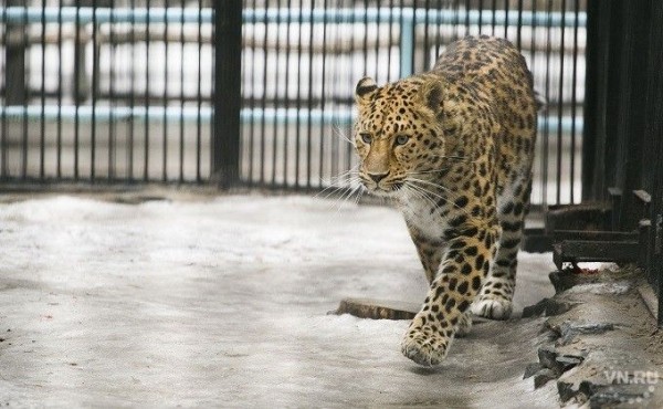 27,5 миллиона рублей получит Новосибирский зоопарк на корм для зверей 27,5 миллиона рублей получит Новосибирский зоопарк на корм для зверей