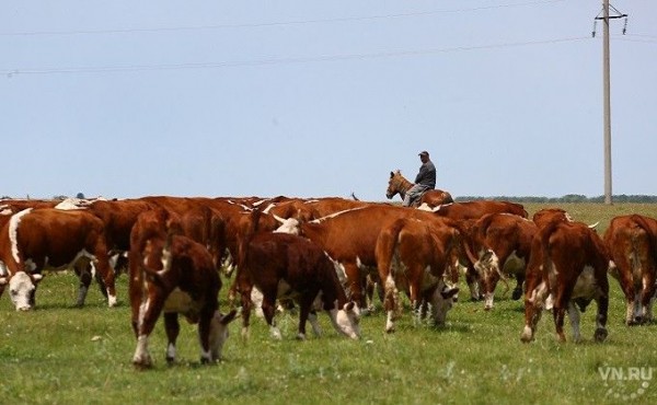 Каргатский и Маслянинский районы отстали по надоям от Ордынского Каргатский и Маслянинский районы отстали по надоям от Ордынского