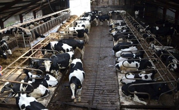 Как спасают от банкротства Утянский молкомбинат в Доволенском районе