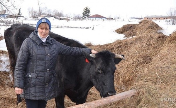 Стадо из десяти голов держит мать пятерых детей в Заковряжино
