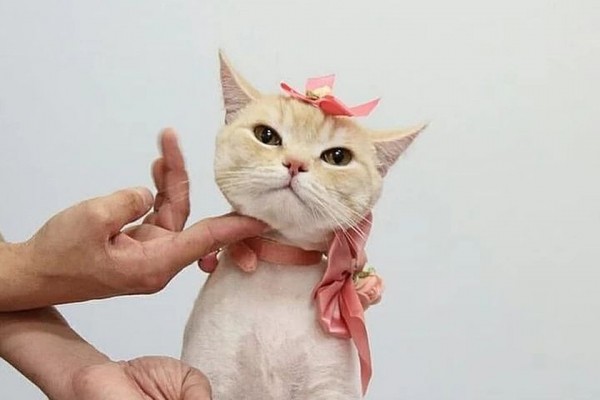 &laquo;У людей начнется аллергия на кошек!&raquo;: грумеры требуют разрешить им работу во время самоизоляции