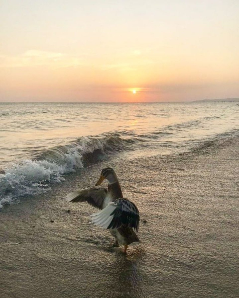 &laquo;Она крякает и плачет! Для нее это стресс&raquo;: туристов, вернувшихся в Россию из Вьетнама, разлучили с уткой Бориславой