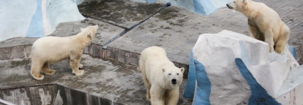 27,5 млн рублей выделят закрытому Новосибирскому зоопарку