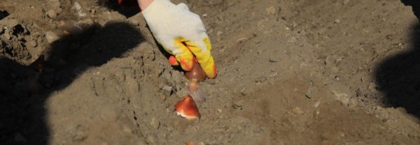 Новый сорт лука-шалота &laquo;Веснушка&raquo; вывели в&nbsp;Новосибирске