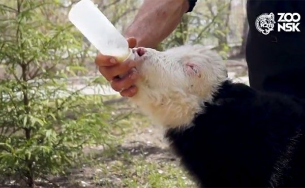 В мучительных родах появился детеныш яка в Новосибирске