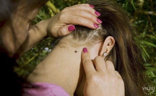 Первые клещи весны 2020 в Новосибирской области &ndash; где опасно