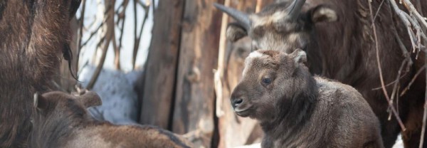 Новосибирские такины родили двух маленьких телят
