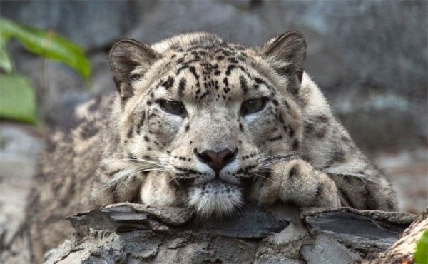 Снежный барс Ишим отметил день рождения вместе с Нариной Снежный барс Ишим отметил день рождения вместе с Нариной