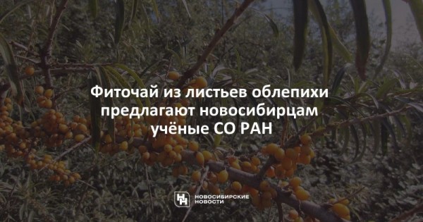 Фиточай из листьев облепихи предлагают новосибирцам учёные СО РАН Фиточай из листьев облепихи предлагают новосибирцам учёные СО РАН
