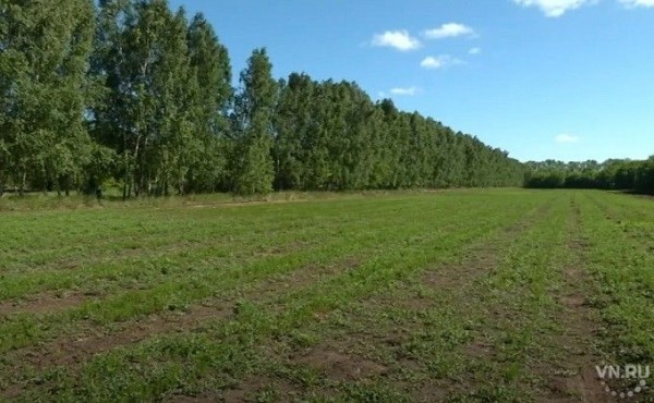Миллионы новых деревьев высадили в Новосибирской области Миллионы новых деревьев высадили в Новосибирской области
