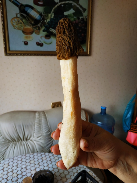 Грибы в Новосибирске 2020: где растут и когда их будет больше всего