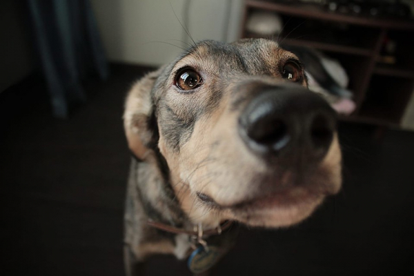 &laquo;Администраторов уволили, собак раздали&raquo;: как песокафе переживает кризис из-за самоизоляции