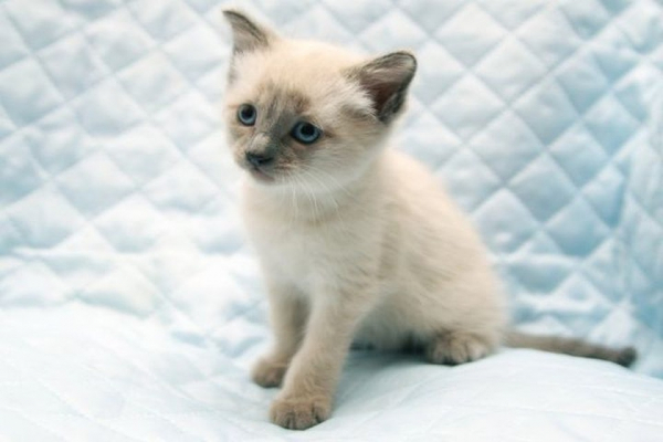 &laquo;Любит пожрать и себя&raquo;: хозяйка выставила на продажу кота-жиробаса за 400 тысяч рублей