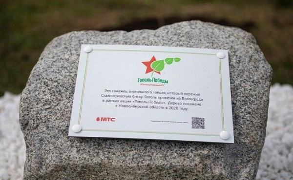 Легендарный тополь Победы из Сталинграда высадили в Новосибирске