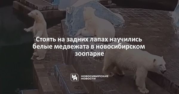 Стоять на&nbsp;задних лапах научились белые медвежата в&nbsp;новосибирском зоопарке