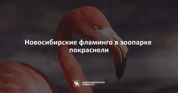 Новосибирские фламинго в&nbsp;зоопарке покраснели