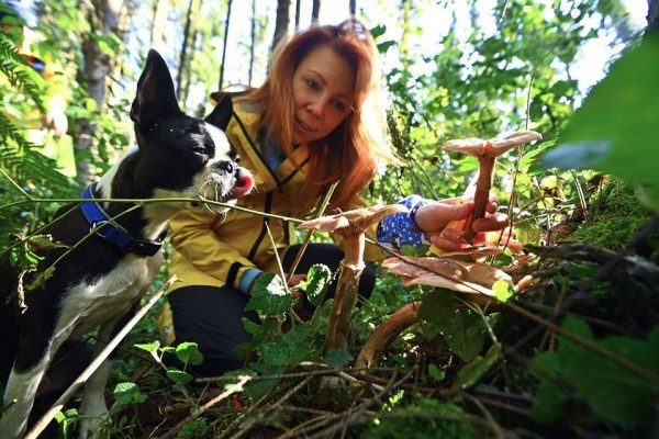 Грибы в Новосибирске 2020: где растут и когда их будет больше всего