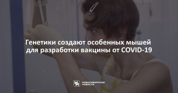 Генетики создают особенных мышей для разработки вакцины от&nbsp;COVID-19