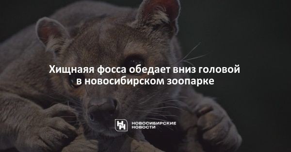 Хищнаяя фосса обедает вниз головой в&nbsp;новосибирском зоопарке