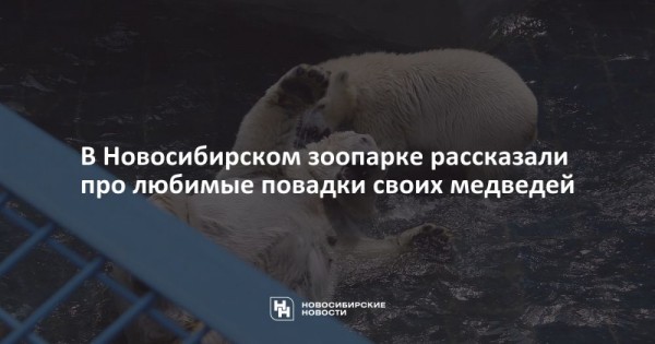 В&nbsp;Новосибирском зоопарке рассказали про любимые повадки своих медведей