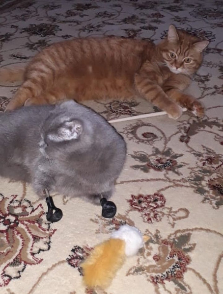 &laquo;Днем бранятся, а вечером засыпают на одном диване&raquo;: коронавирус свел кота и кошку на протезах