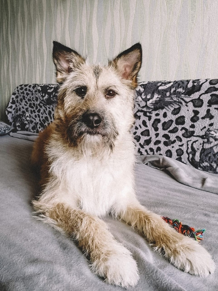 &laquo;Администраторов уволили, собак раздали&raquo;: как песокафе переживает кризис из-за самоизоляции