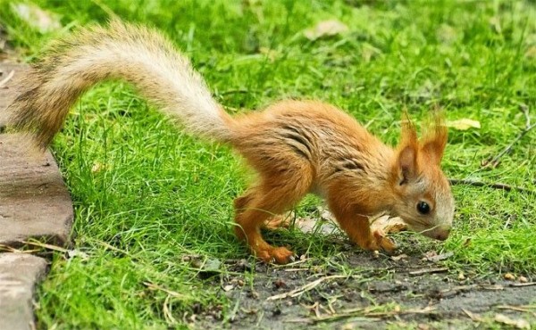 Бельчата-приемыши заполонили Новосибирский зоопарк