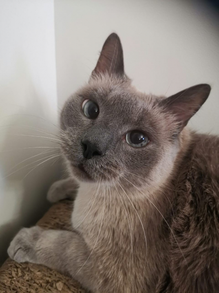 &laquo;Любит пожрать и себя&raquo;: хозяйка выставила на продажу кота-жиробаса за 400 тысяч рублей