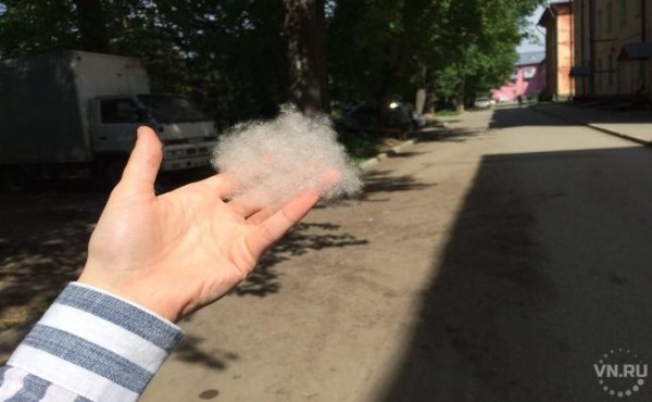 Рекордно ранний тополиный пух 2020 накрыл Новосибирск