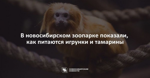 В&nbsp;новосибирском зоопарке показали, как питаются игрунки и&nbsp;тамарины
