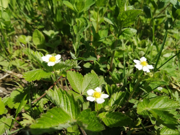 Рекордно ранний тополиный пух 2020 накрыл Новосибирск