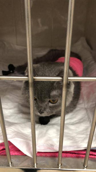 &laquo;Днем бранятся, а вечером засыпают на одном диване&raquo;: коронавирус свел кота и кошку на протезах