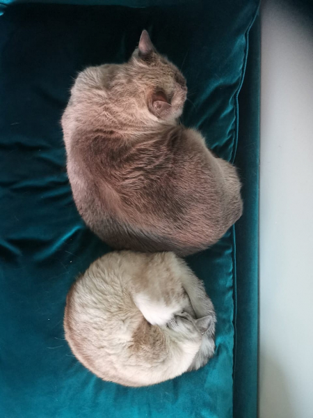 &laquo;Любит пожрать и себя&raquo;: хозяйка выставила на продажу кота-жиробаса за 400 тысяч рублей