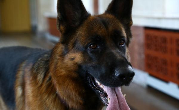 Какие породы кошек и собак живут дольше Какие породы кошек и собак живут дольше