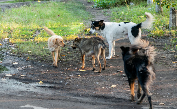 Какие породы кошек и собак живут дольше Какие породы кошек и собак живут дольше