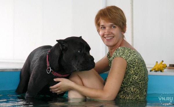 Какие породы кошек и собак живут дольше Какие породы кошек и собак живут дольше