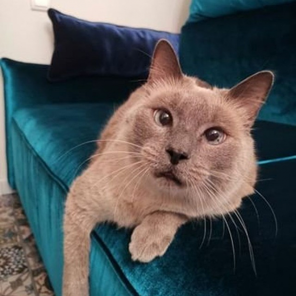 &laquo;Любит пожрать и себя&raquo;: хозяйка выставила на продажу кота-жиробаса за 400 тысяч рублей