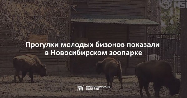 Прогулки молодых бизонов показали в&nbsp;Новосибирском зоопарке