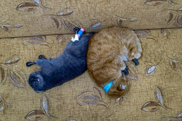 &laquo;Днем бранятся, а вечером засыпают на одном диване&raquo;: коронавирус свел кота и кошку на протезах